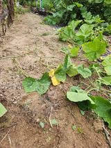 팜모닝 11월 내 작물 자랑하기·참여글 게시글 이미지