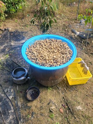 고영희님의 11월 내 작물 자랑하기 · 참여글 작성글 사진