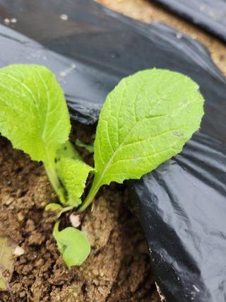 고영희님의 11월 내 작물 자랑하기 · 참여글 작성글 사진