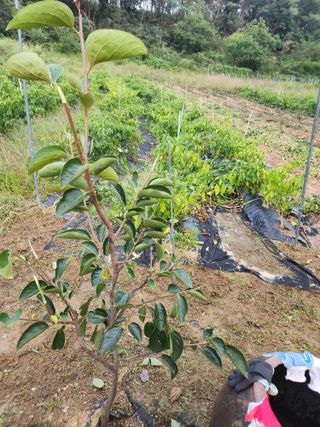 고영희님의 11월 내 작물 자랑하기 · 참여글 작성글 사진