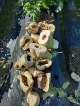 팜모닝 농사, 무엇이든 물어보세요!·참여글 게시글 이미지