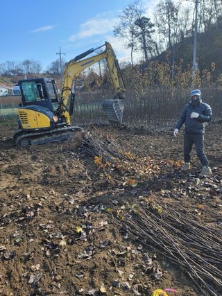 일심묘목농원님의 기타작물 · 자유게시판 작성글 사진