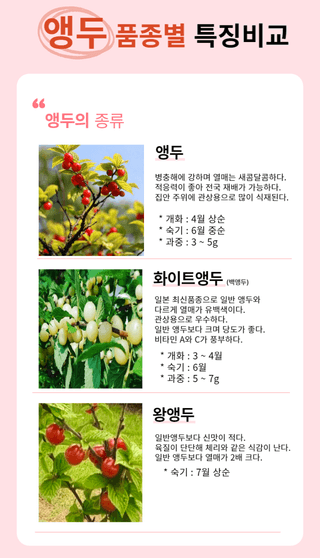 일심묘목농원님의 작성글 사진