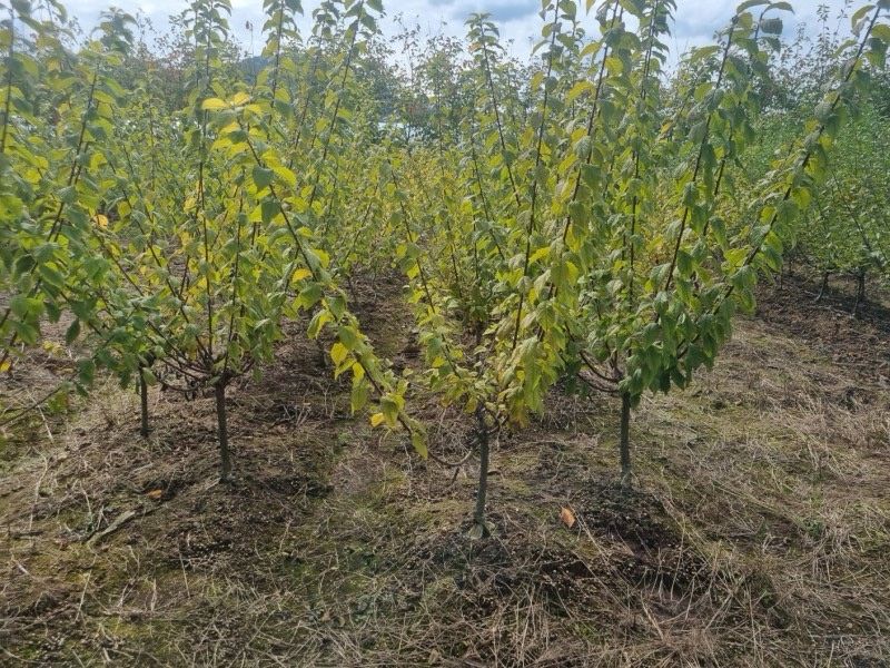 일심묘목농원님의 장터 판매 상품 [화이트앵두 3년생 결실주 분묘 판매] 첨부 사진