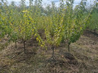 일심묘목농원님의 작성글 사진