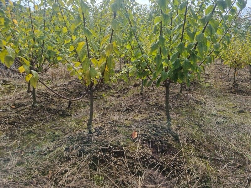 일심묘목농원님의 장터 판매 상품 [화이트앵두 3년생 결실주 분묘 판매] 첨부 사진