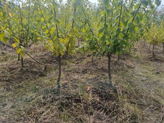 일심묘목농원님의 작성글 사진