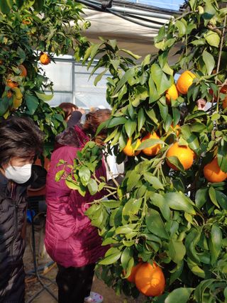 퍼주는황놀부님의 농사, 무엇이든 물어보세요! · 참여글 작성글 사진