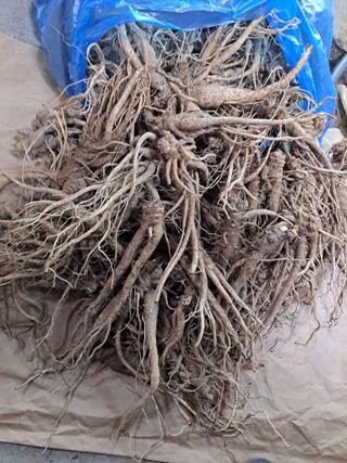 백작약님의 작성글 사진