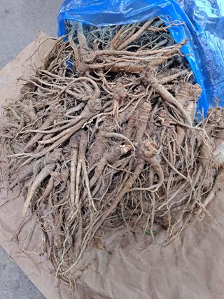 백작약님의 작성글 사진