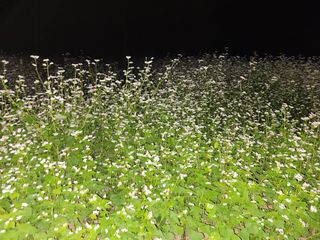 양승갑님의 농사, 무엇이든 물어보세요! · 참여글 작성글 사진