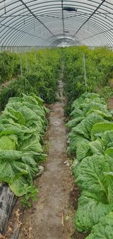 팜모닝 고추·수확 게시글 이미지