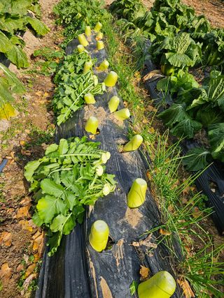 연모 자연의행복님의 기타작물 · 자유게시판 작성글 사진