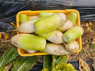 연모 자연의행복님의 기타작물 · 자유게시판 작성글 사진