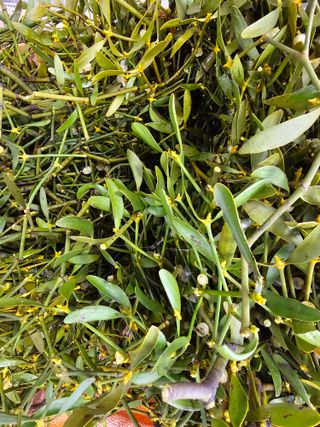 배추5999님의 작성글 사진