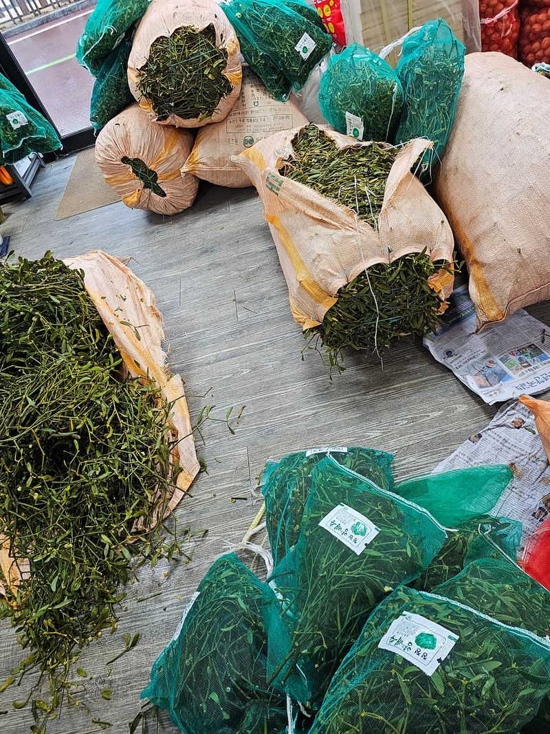 배추5999님의 장터 판매 상품 [참나무겨우살이 1키로] 첨부 사진