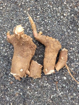 정찬영님의 팜모닝공식 · 혜택 작성글 사진