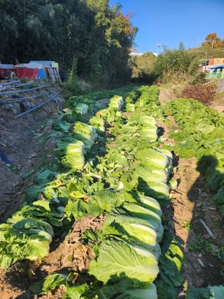 딸기12797님의 농사, 무엇이든 물어보세요! · 참여글 작성글 사진
