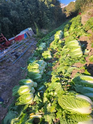 딸기12797님의 농사, 무엇이든 물어보세요! · 참여글 작성글 사진
