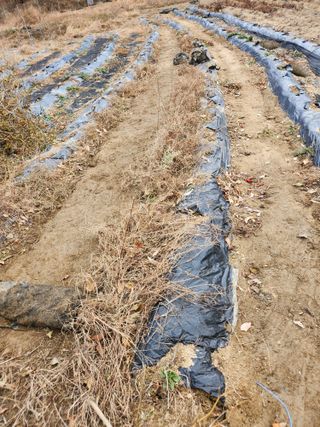 고영희님의 농사, 무엇이든 물어보세요! · 참여글 작성글 사진