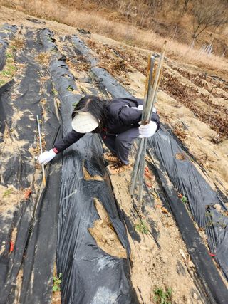 고영희님의 농사, 무엇이든 물어보세요! · 참여글 작성글 사진