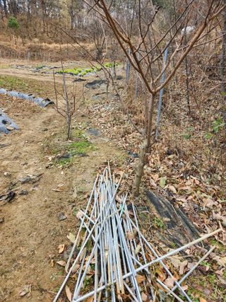 고영희님의 농사, 무엇이든 물어보세요! · 참여글 작성글 사진
