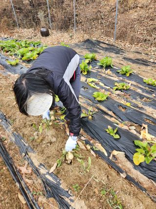 고영희님의 농사, 무엇이든 물어보세요! · 참여글 작성글 사진