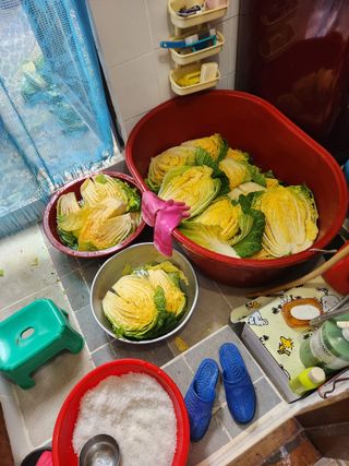 최군환님의 배추 · 수확 작성글 사진