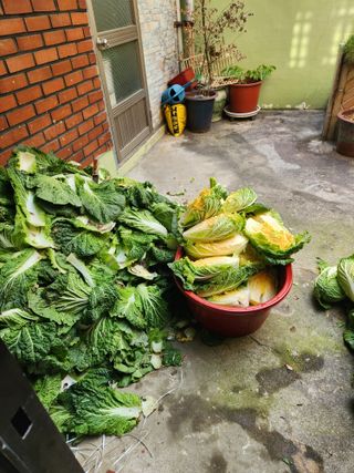 최군환님의 배추 · 수확 작성글 사진