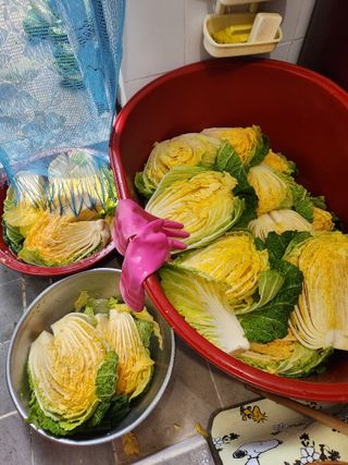 최군환님의 배추 · 수확 작성글 사진