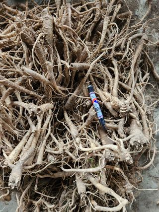 조태현님의 기타작물 · 자유게시판 작성글 사진