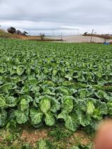 팜모닝 배추·영농일지 게시글 이미지