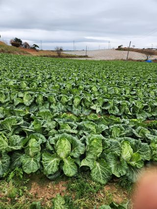 김저팔계님의 배추 · 영농일지 작성글 사진