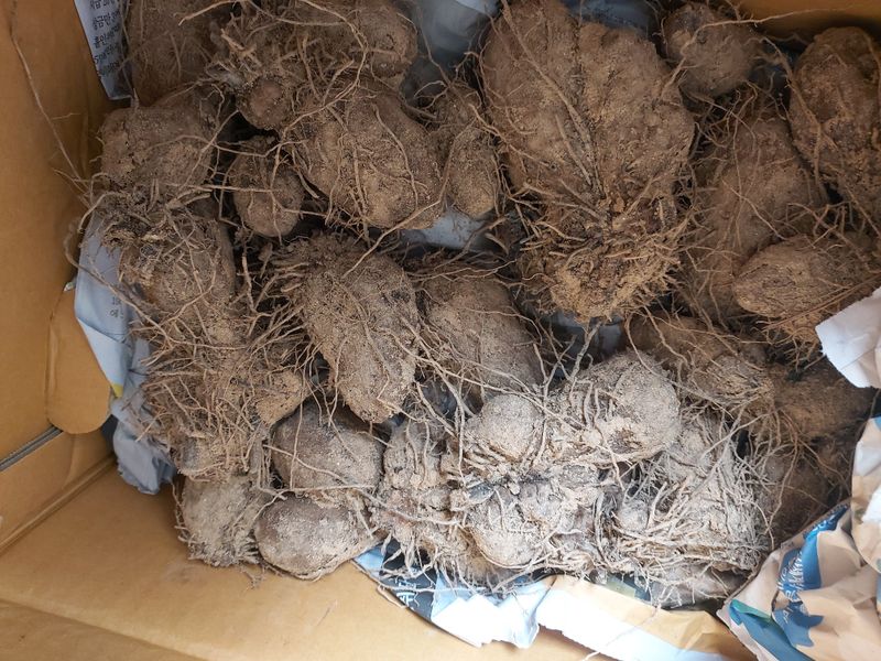 장터 상품 [새바람  kg   열대둥근마  kg] 썸네일