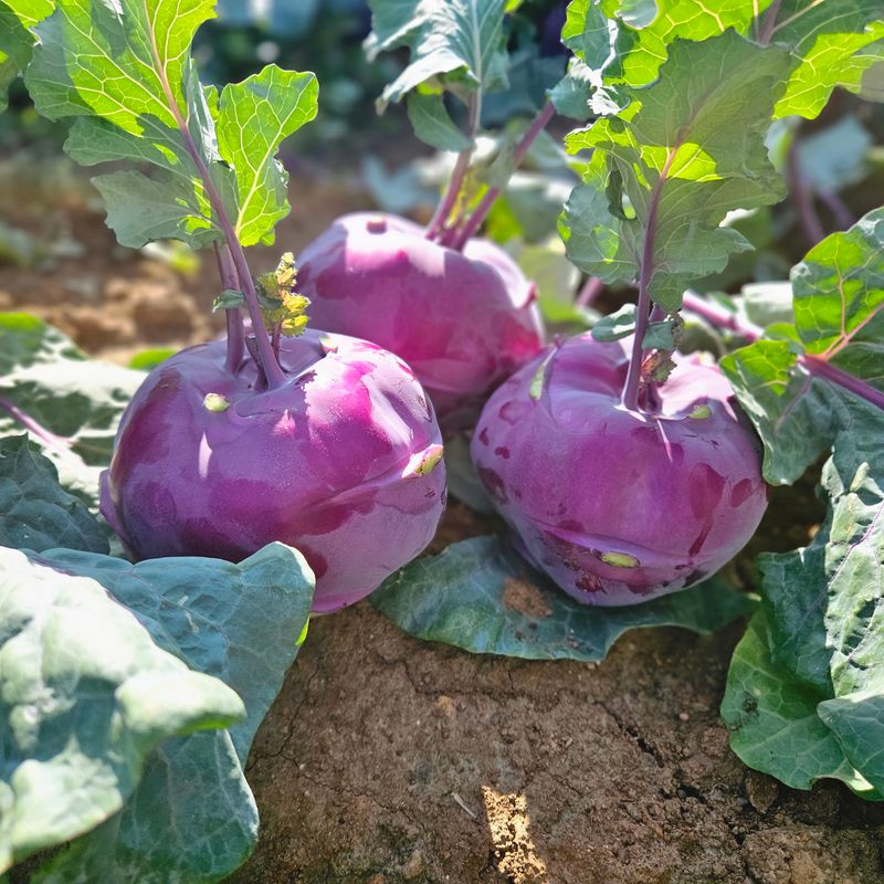 제주대정 방점순님의 장터 판매 상품 [제주도 못난이 콜라비 10kg] 첨부 사진