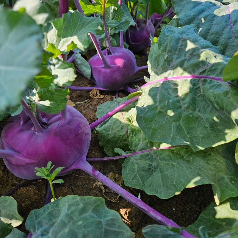 제주대정 방점순님의 장터 판매 상품 [제주도 못난이 콜라비 10kg] 첨부 사진