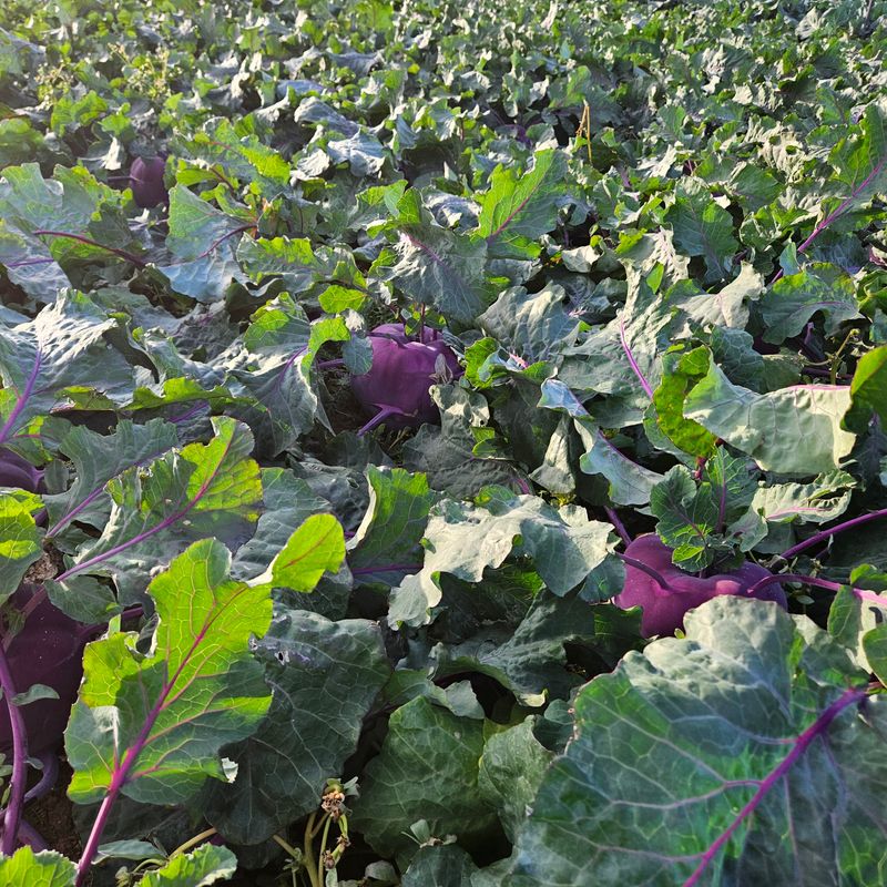 제주대정 방점순님의 장터 판매 상품 [제주도 못난이 콜라비 10kg] 첨부 사진