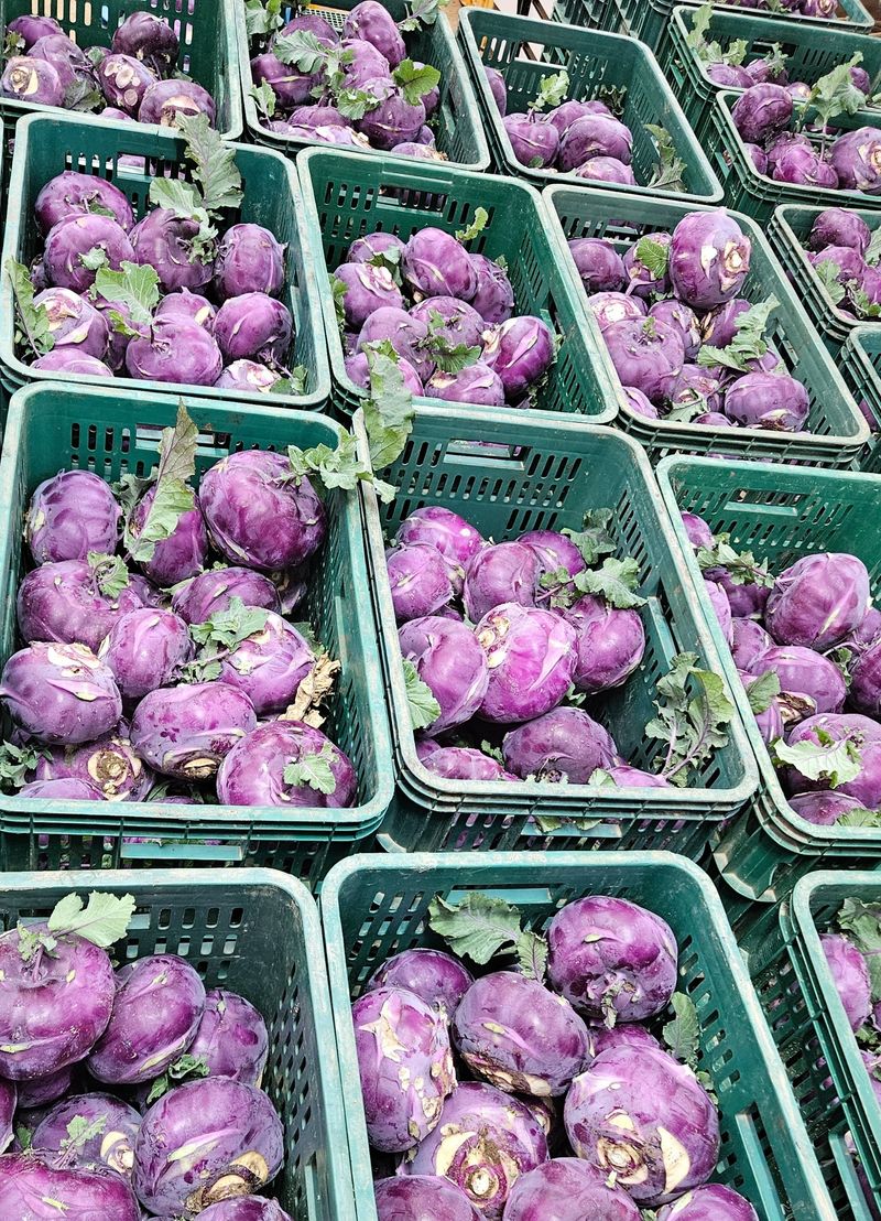 제주대정 방점순님의 장터 판매 상품 [제주도 못난이 콜라비 10kg] 첨부 사진