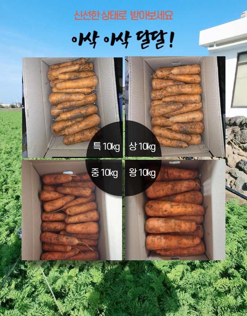 김태환님의 장터 판매 상품 [25년 제주 구좌 당근((초특가 행사))] 첨부 사진