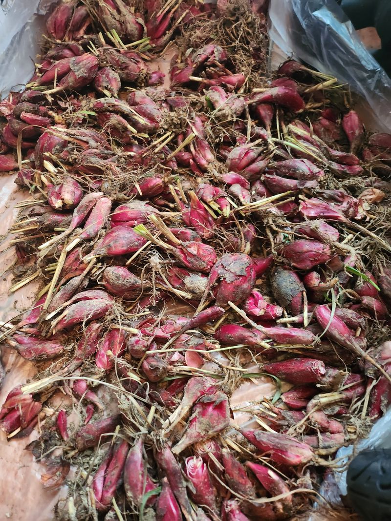 장터 상품 [마운틴양파 ] 썸네일