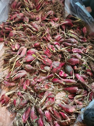 장흥 모경화 님의 작성글 사진