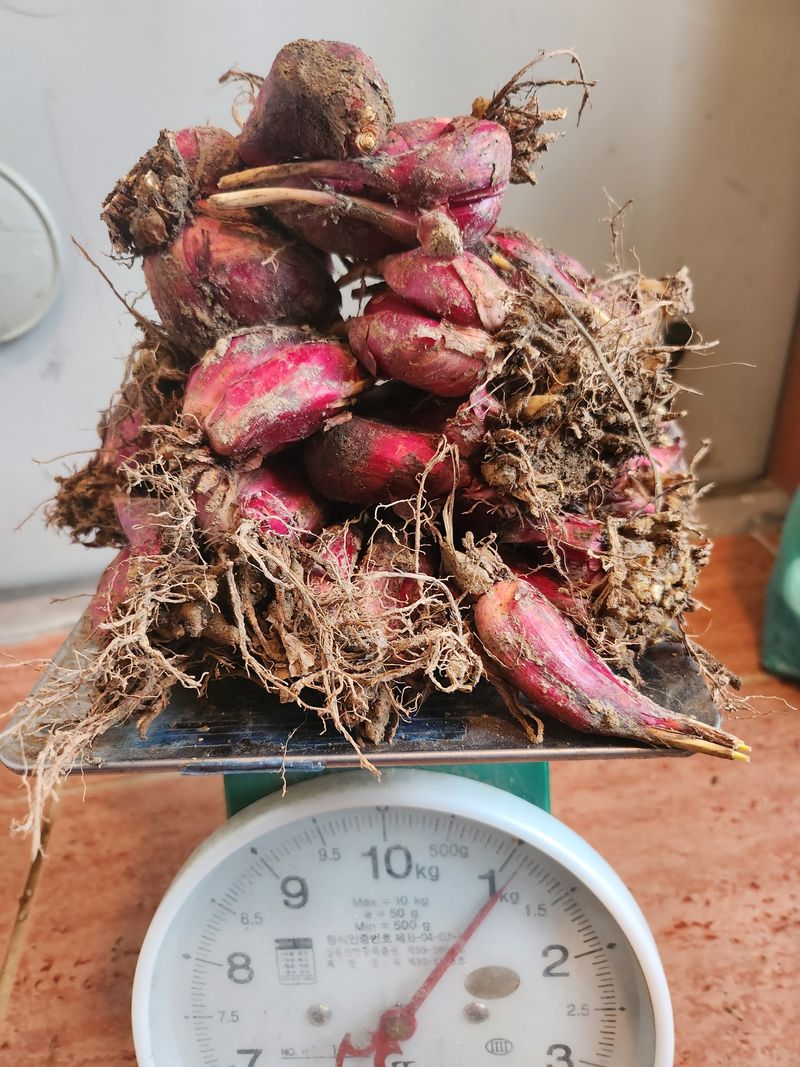 장흥 모경화 님의 장터 판매 상품 [마운틴양파 ] 첨부 사진