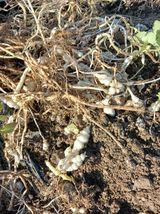 팜모닝 12월 내 작물 자랑하기·참여글 게시글 이미지