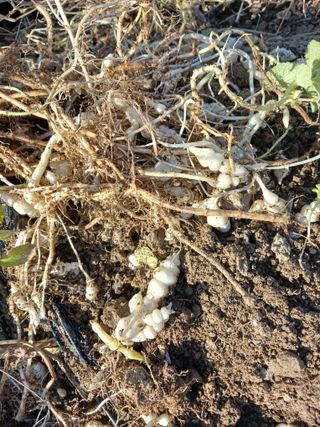 강성흔목사 님의 12월 내 작물 자랑하기 · 참여글 작성글 사진