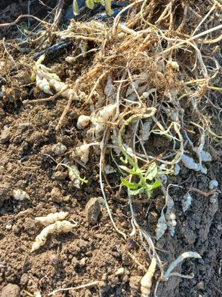 강성흔목사 님의 12월 내 작물 자랑하기 · 참여글 작성글 사진