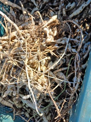 강성흔목사 님의 12월 내 작물 자랑하기 · 참여글 작성글 사진