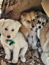 팜모닝 우리동네·무료나눔 게시글 이미지