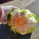 팜모닝 배추·수확 게시글 이미지