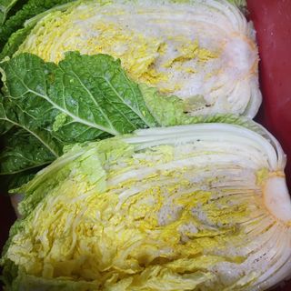 방촌대장님의 배추 · 수확 작성글 사진