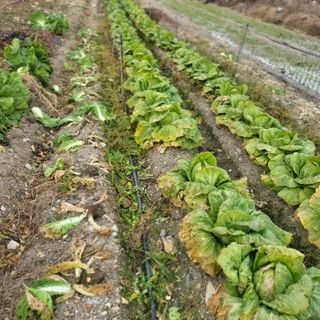 방촌대장님의 배추 · 수확 작성글 사진